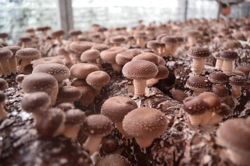 超聲波加濕機(jī)讓食用菌培育高效出品